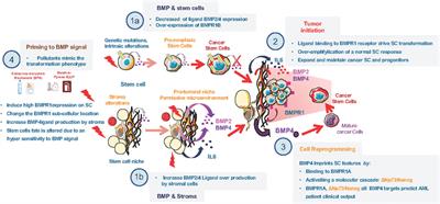 Altered BMP2/4 Signaling in Stem Cells and Their Niche: Different Cancers but Similar Mechanisms, the Example of Myeloid Leukemia and Breast Cancer